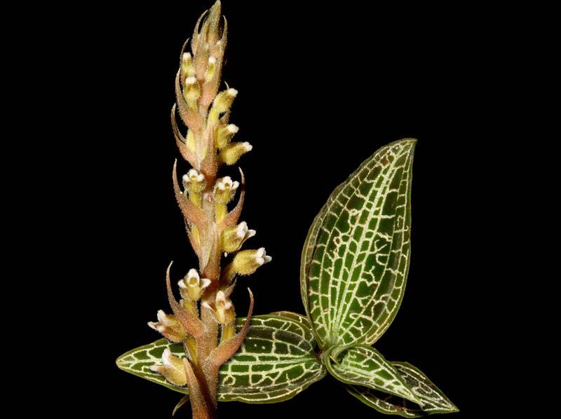 Goodyera_hispida_ws_cd