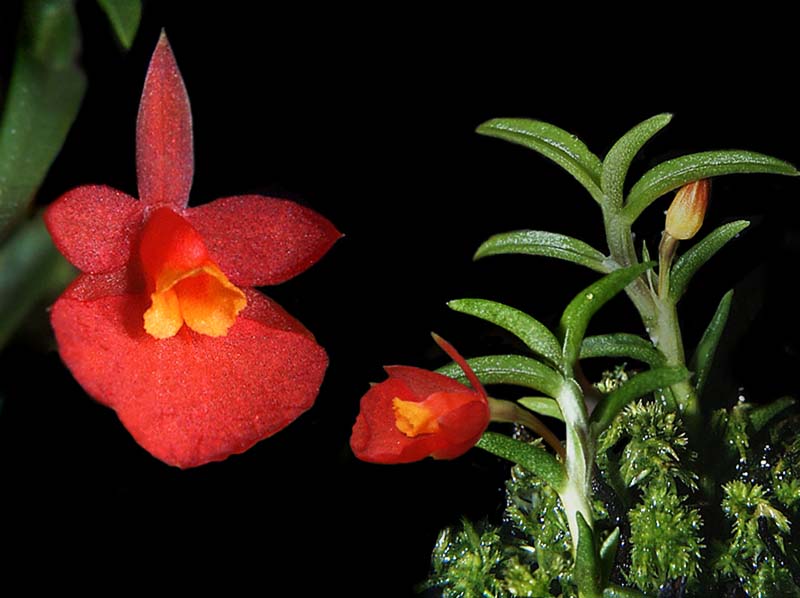 fernandezia_lanceolata_cd