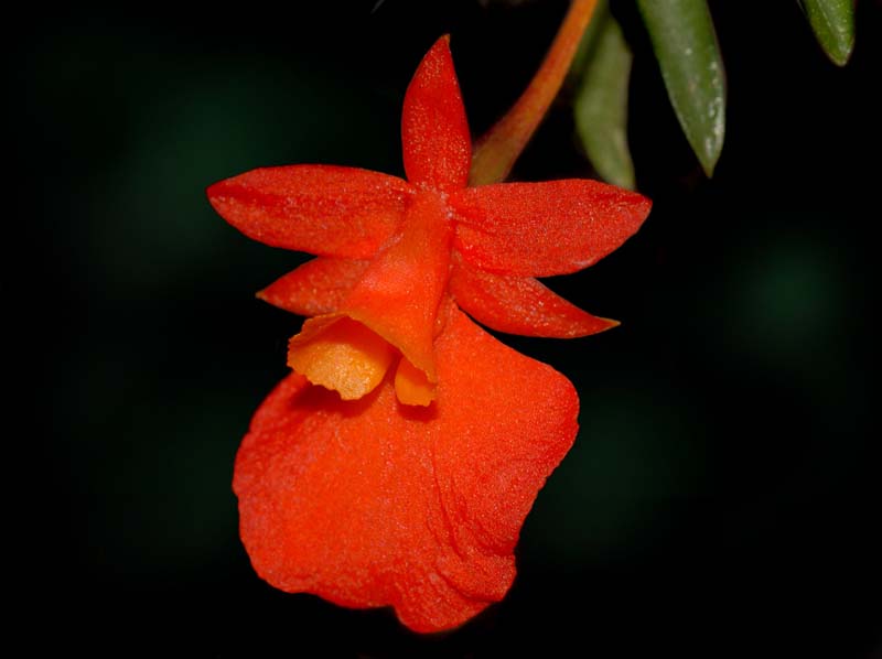 fernandezia_subbiflora_ws_cd