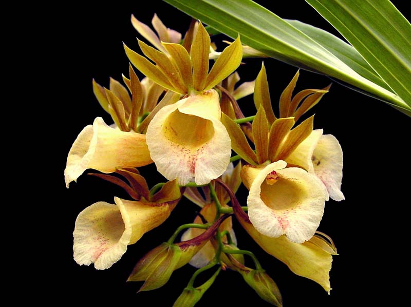 galeandra_leptoceras_eg_cd