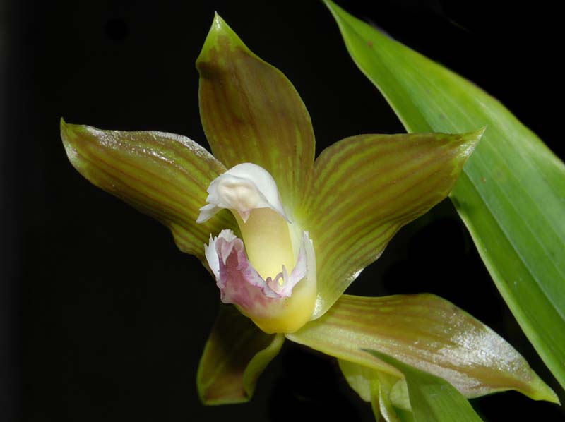 galeottia_ciliata_2_ws_cd