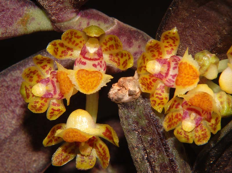 gastrochilus_acinacifolius_ws_cd