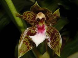 Galeottia_burkei_ws_cd