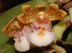Gastrochilus_hainanensis_ws_cd