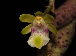 Gastrochilus_raraensis_ws_cd