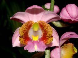 Gastrorchis_francoisii_ws_cd