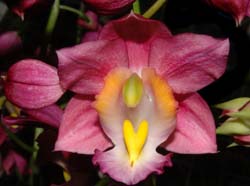Gastrorchis_humblotii2_ws_cd