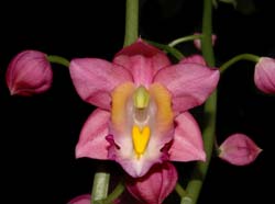 Gastrorchis_humblotii_ws_cd