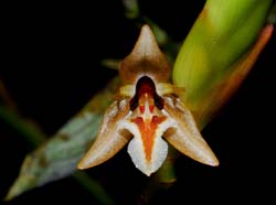 Geesinkorchis_alaticallosa_MG_cd