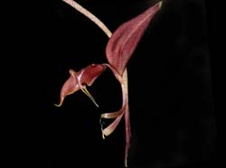 Gongora_pleiochroma_IP_cd