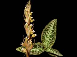 Goodyera_hispida_ws_cd