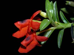 fernandezia_ionanthera2_cd