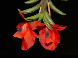fernandezia_ionanthera3_cd
