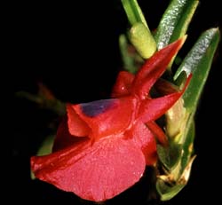 fernandezia_ionanthera_cd