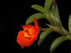 fernandezia_lanceolata2_cd