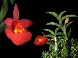fernandezia_lanceolata_cd