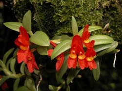 fernandezia_maculata3_cd