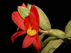 fernandezia_maculata_cd