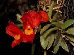 fernandezia_punctata2_cd