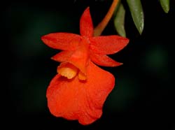 fernandezia_subbiflora_ws_cd