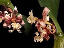 flickingeria_fimbriata_cd