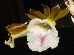 galeandra_lacustris_ws_cd