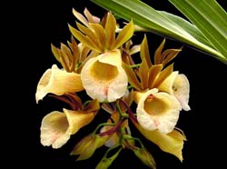 galeandra_leptoceras_eg_cd