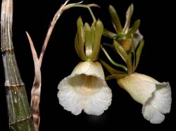 galeandra_leptoceras_ws_cd