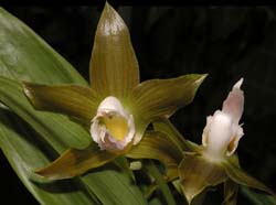 galeottia_ciliata_ws_cd
