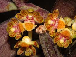 gastrochilus_acinacifolius_ws_cd