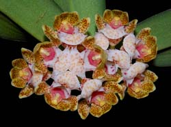 gastrochilus_hainanense_MG_cd