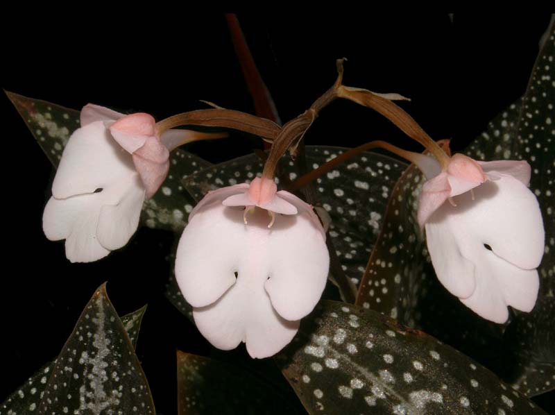 Habenaria_carnea_ws_cd
