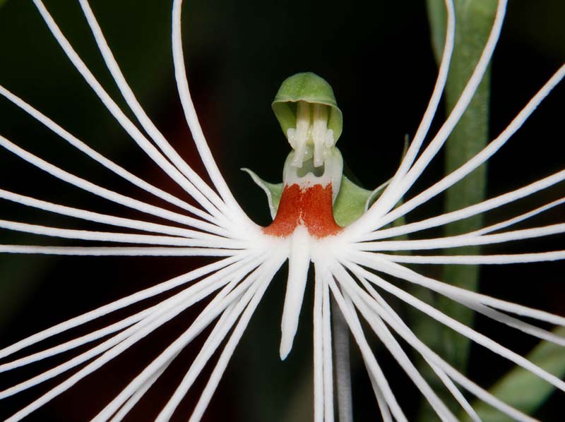 Habenaria_medusa_IP_cd