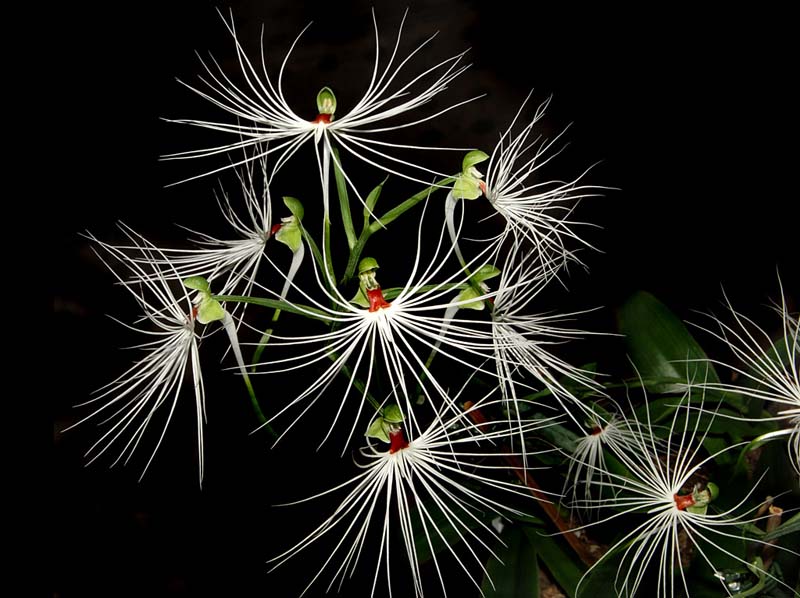 Habenaria_medusa_WS_cd