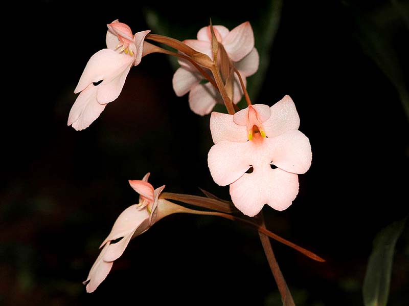 habenaria_carnea_IP_cd