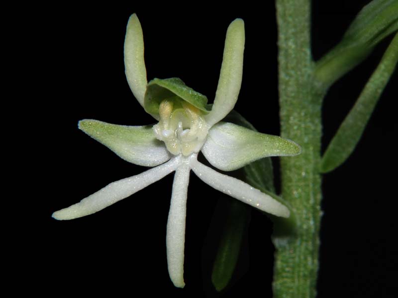 habenaria_davidii_ws_cd