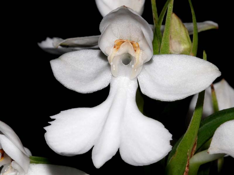habenaria_dentata_ip_cd
