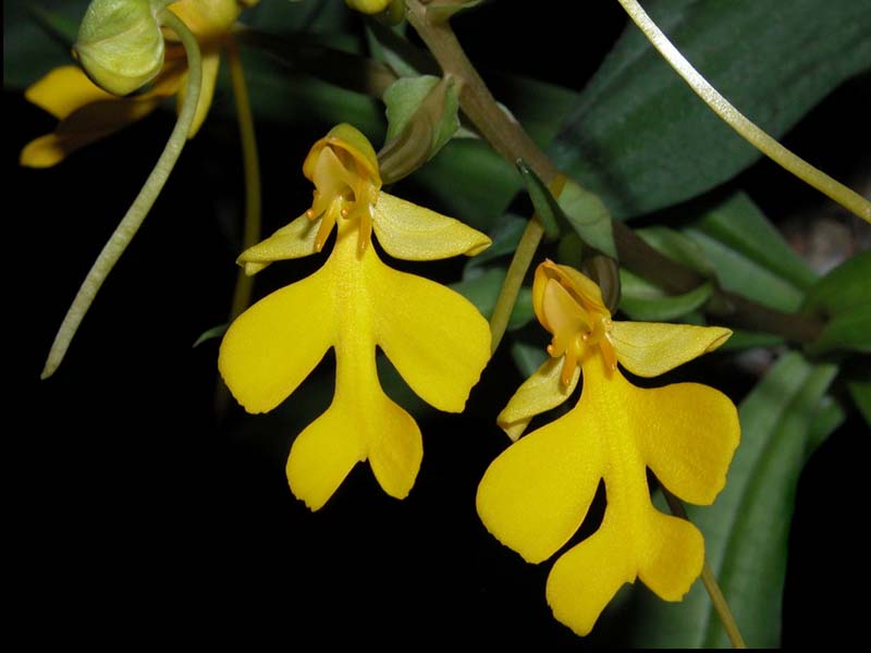 habenaria_rhodocheila_gelb_cd