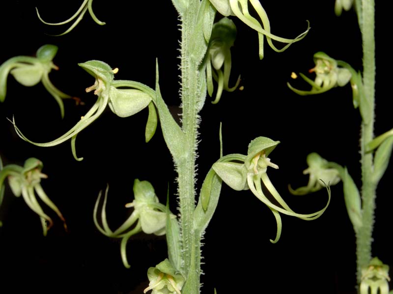 habenaria_spec._ws_cd