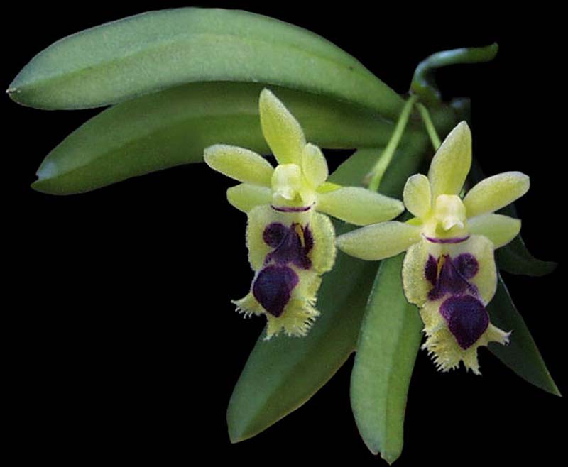 haraella_odorata_cd