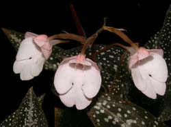 Habenaria_carnea_ws_cd