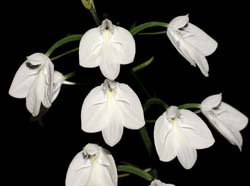 Habenaria_lindleyana_IP_cd