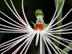 Habenaria_medusa_IP_cd
