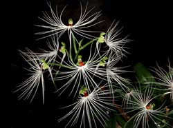 Habenaria_medusa_WS_cd