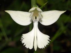 Habenaria_radiata_ws_cd