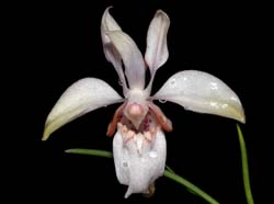 Holcoglossum_quasipinifolium_ws_cd