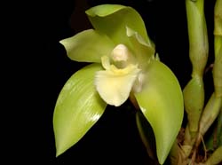 Ida_ciliata_ws_cd