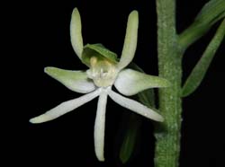 habenaria_davidii_ws_cd