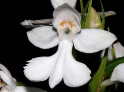 habenaria_dentata_ip_cd