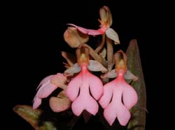 habenaria_erichmichelii_ws_cd